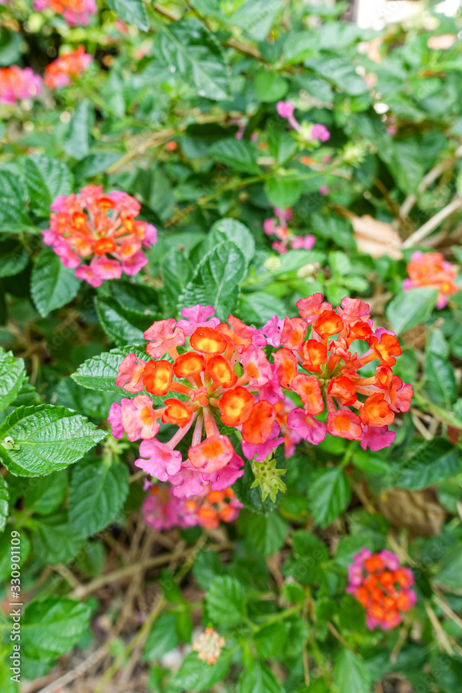 Orange and yellow Lantana camara flowers growing naturally in the wild Orange and yellow Lantana camara flowers growing naturally in the wild