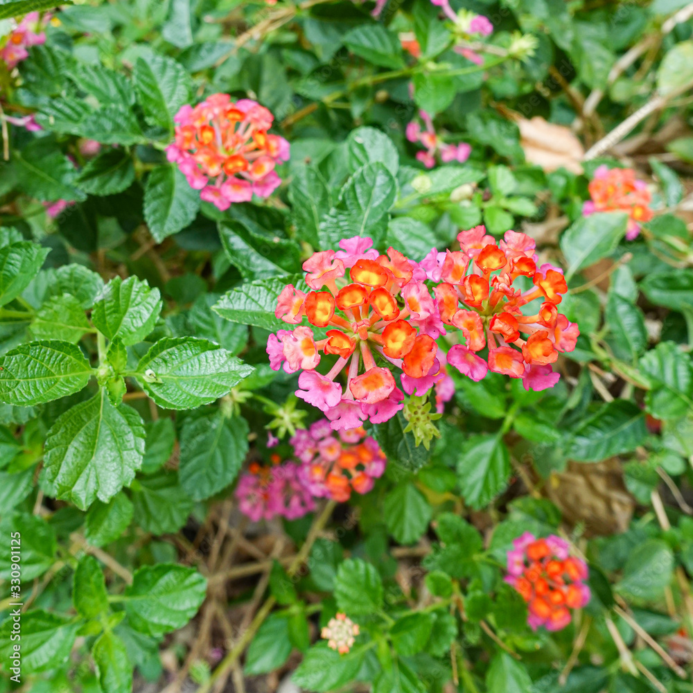 Orange and yellow Lantana camara flowers growing naturally in the wild Orange and yellow Lantana camara flowers growing naturally in the wild