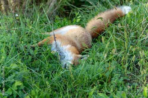A dead fox lies in the grass, beside the road