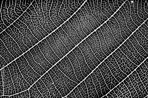 nature plat leaf veins texture. black and white surface of high detail of macro on plant leaves with grunge dust noise grain effect abstract for background.