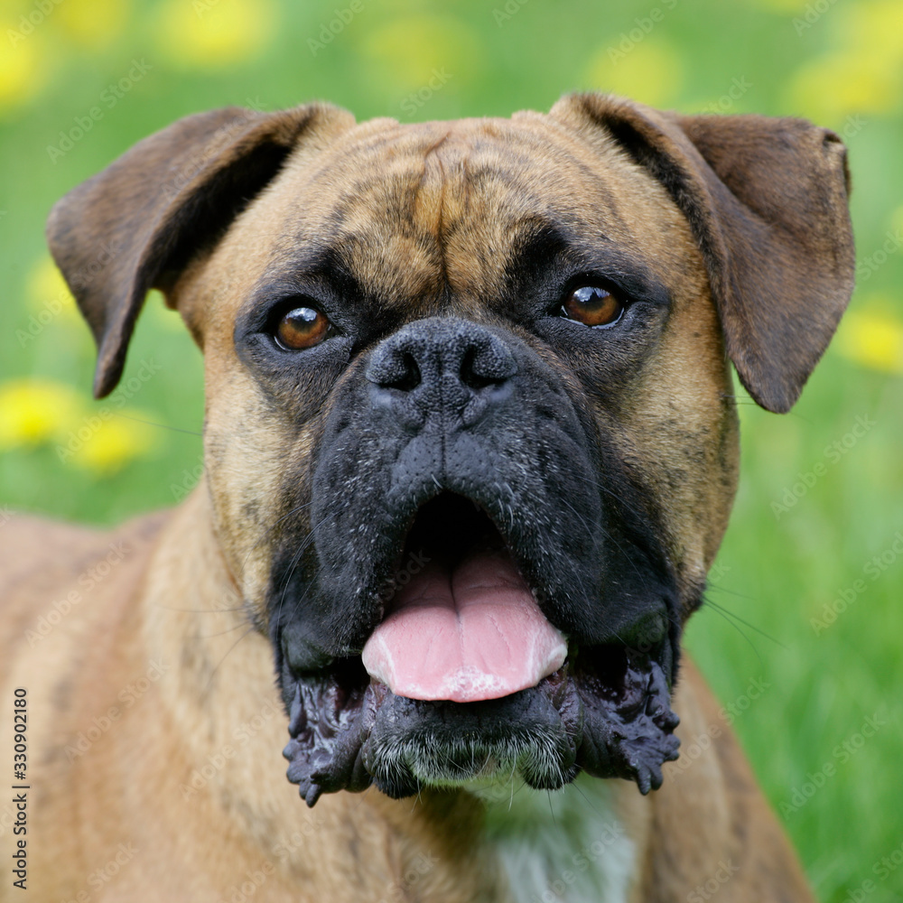 German Boxer portrait close up German Boxer portrait close up