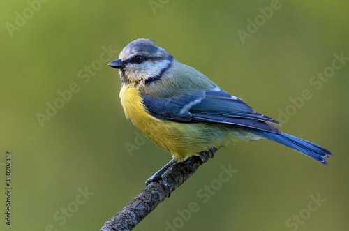 Eurasian blue tit (cyanistes caeruleus) perched posing on little wooden stick at spring 