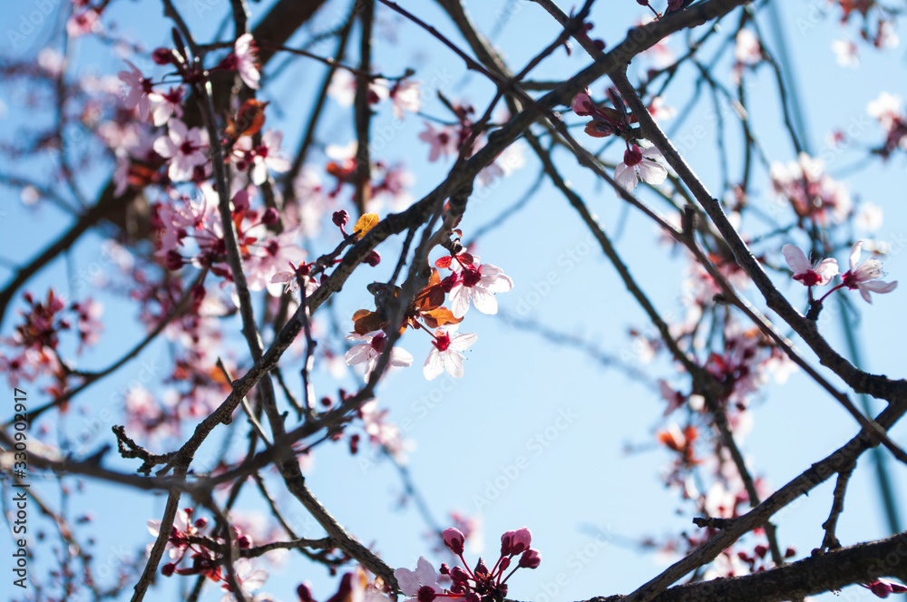 Cherry tree branches background, copy space, blue sky Cherry tree branches background, copy space, blue sky