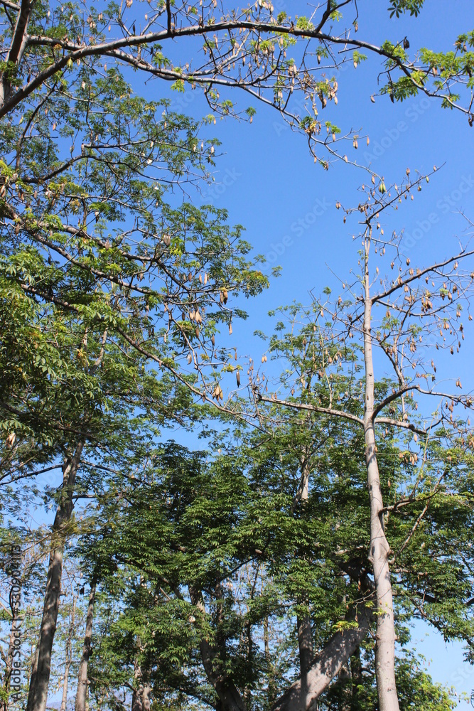 Fototapeta premium tree in forest