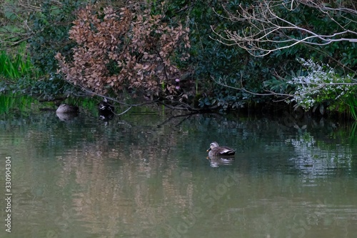 Fototapeta Naklejka Na Ścianę i Meble -  duck in water