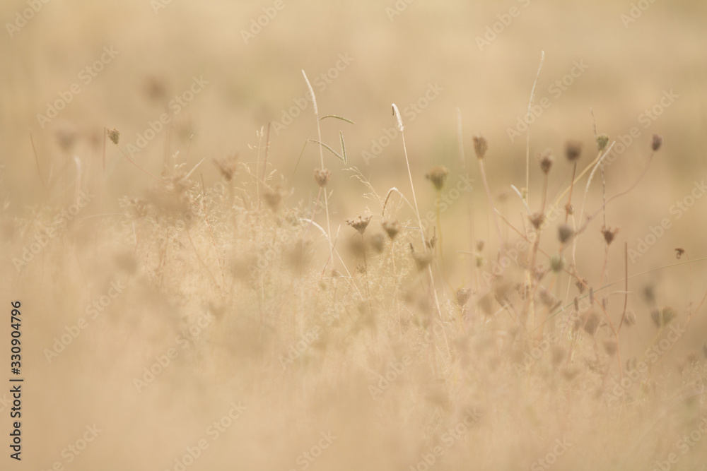 dry grass 2 dry grass 2