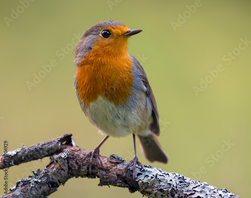 Adult European robin (erithacus rubecula) posing on a lichen perch with green background in evening light photo