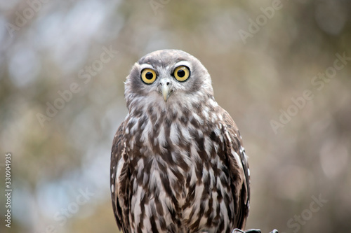 this is a close up of a  barking owl