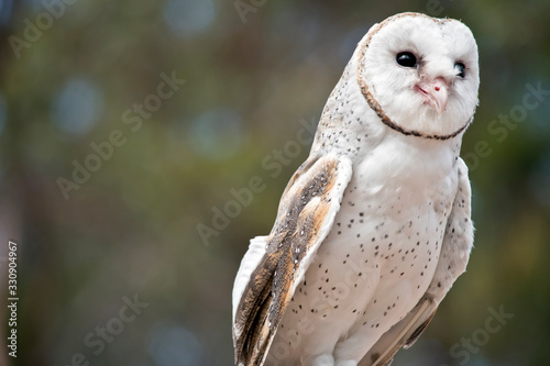 this is a close uo of a barn owl