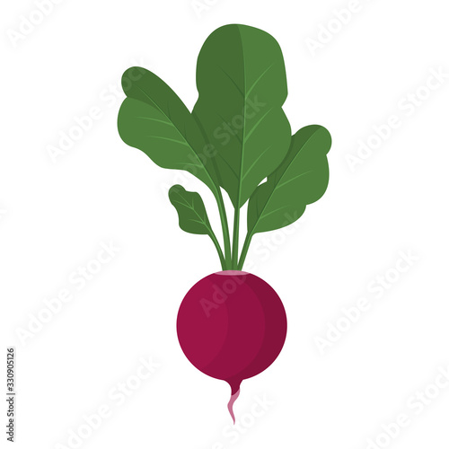 Fresh natural organic radish on a white background. A healthy vegetable product. Radish icon. Can be used as emblem, logo, web print, sticker. Vector illustration.