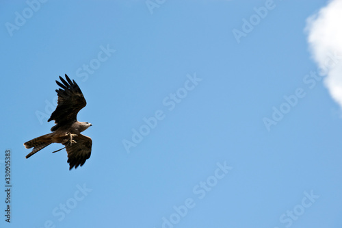 the black kite is soaring in the air © susan flashman