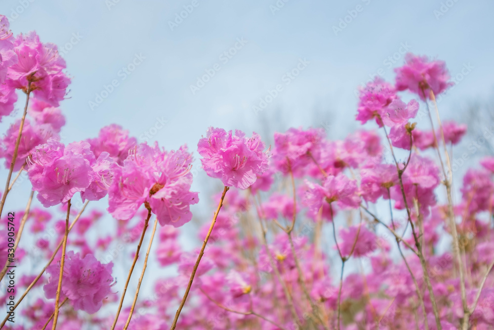 Korean rosebay, pink flower Korean rosebay, pink flower