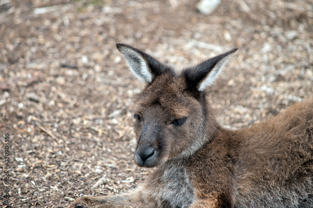 this is a close uo of a kangaroo island-kangaroo