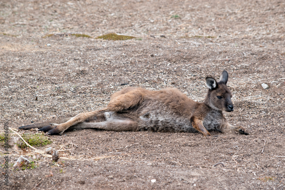 the kangaroo island-kangaroo is laying down the kangaroo island-kangaroo is laying down