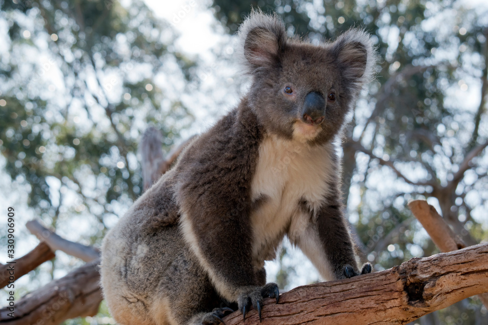 the joey koala is resting holding onto the top of a tree branch the joey koala is resting holding onto the top of a tree branch