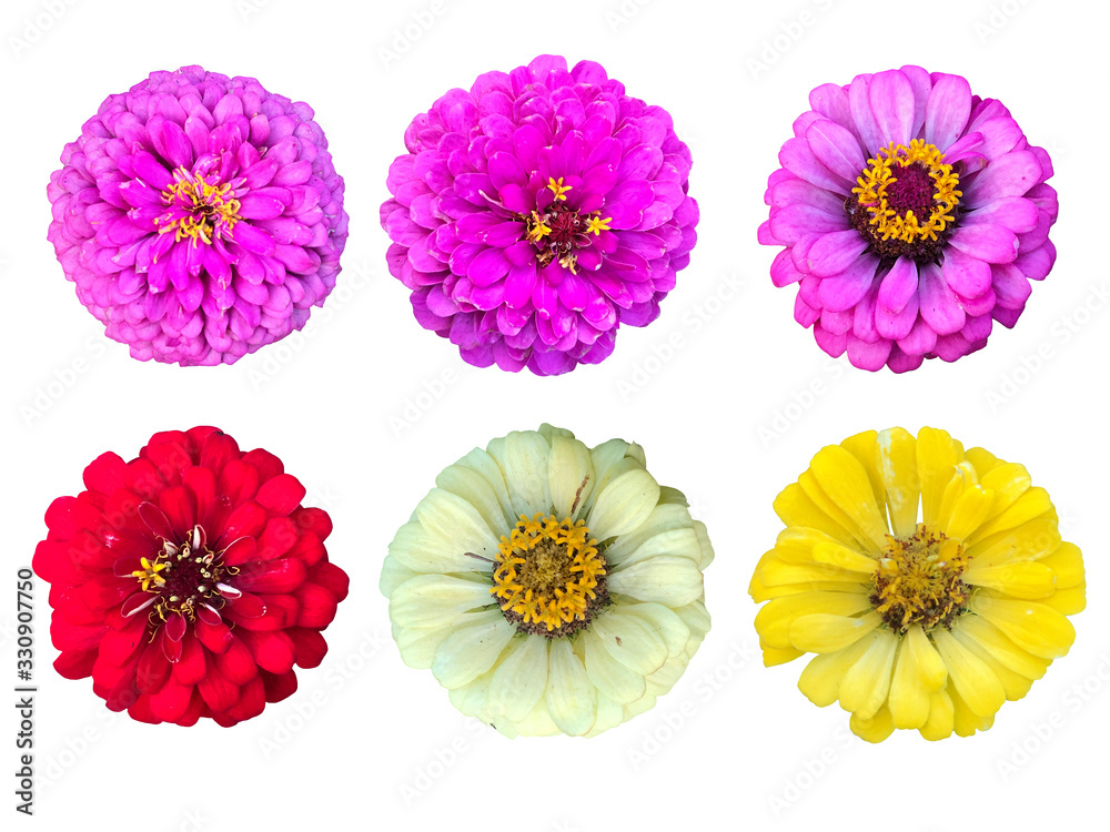 The tropical colorful flowers isolated in white background, blooming pink, purple, red and yellow common zinnia elegans flowers with clipping path and dicut easily to use as a natural object. The tropical colorful flowers isolated in white background, blooming pink, purple, red and yellow common zinnia elegans flowers with clipping path and dicut easily to use as a natural object.