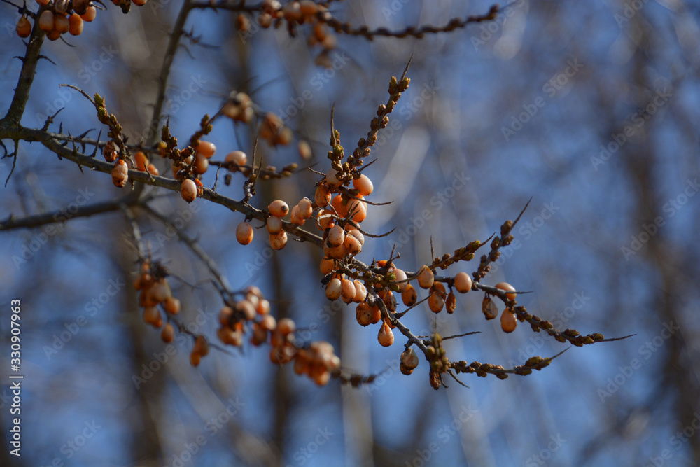 sea buckthorn deciduois branch closeup with white berries and thorns in march, hippophae rhamnoides elaeagnaceae in early spring