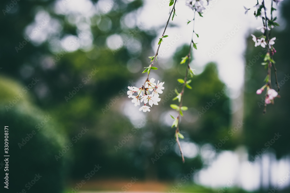 Beautiful spring flowers with colorful bokeh Beautiful spring flowers with colorful bokeh