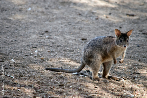 the red necked pademelon is standing on its hind legs photo