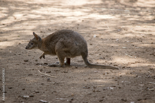 this is a side view of a red-necked pademelon