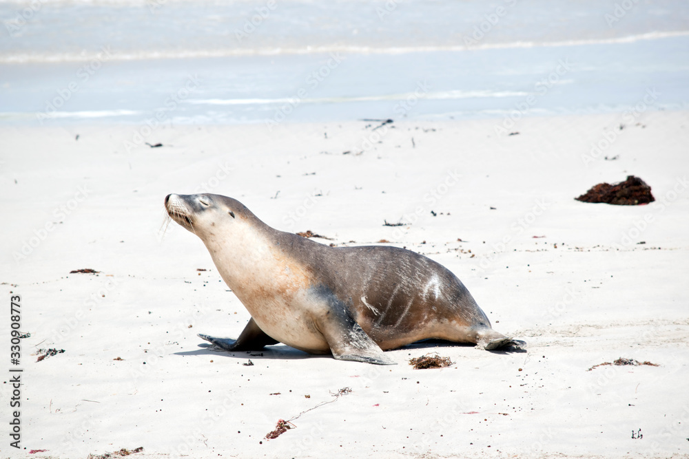 Fototapeta premium the sea lion is walking on the beach