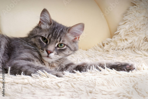 Portrait of a grey cat . Lying on a white sofa.