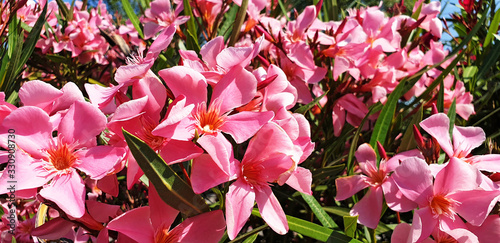 Close up pink Nerium oleander flowers on the bush. Panorama.