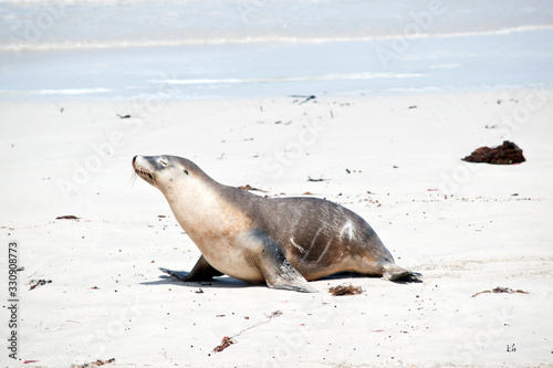 the sea lion is walking on the beach