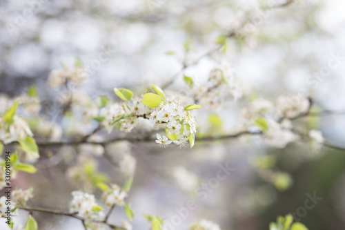 Beautiful spring flowers with colorful bokeh