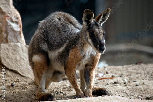 this is a yellow footed rock wallaby