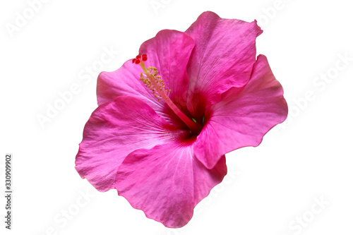 pink hibiscus flower isolated on white background photo