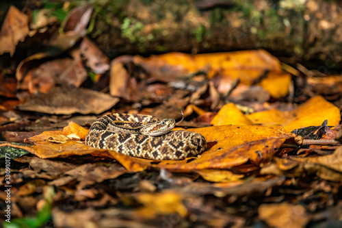 Viper, Atropoides picadoi, Picado´s Pitviper danger poison snake in the nature habitat, Tapantí NP, Costa Rica. Venomous green reptile in the nature habitat. Poisonous viper from Central America. photo