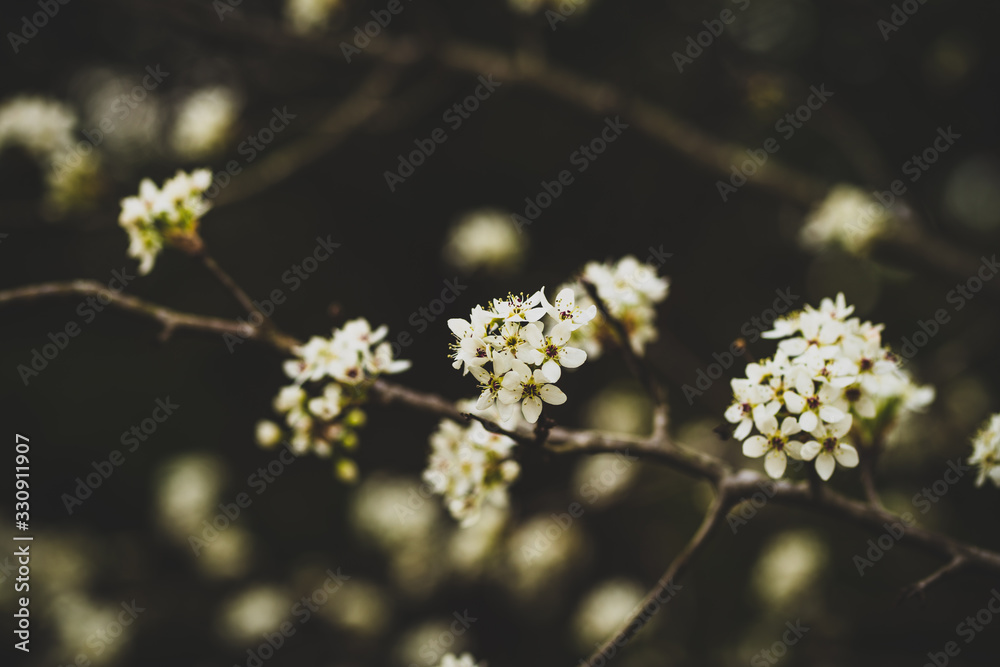 Beautiful spring flowers with colorful bokeh Beautiful spring flowers with colorful bokeh