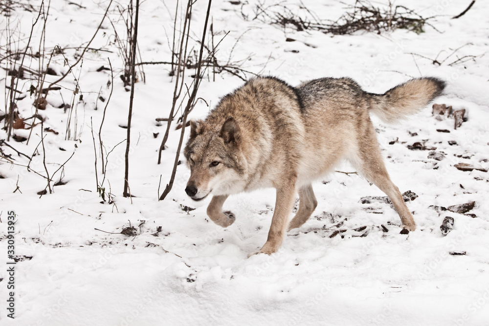 Obraz premium stand, readiness for a jump. Gray wolf female in the snow, beautiful strong animal in winter.