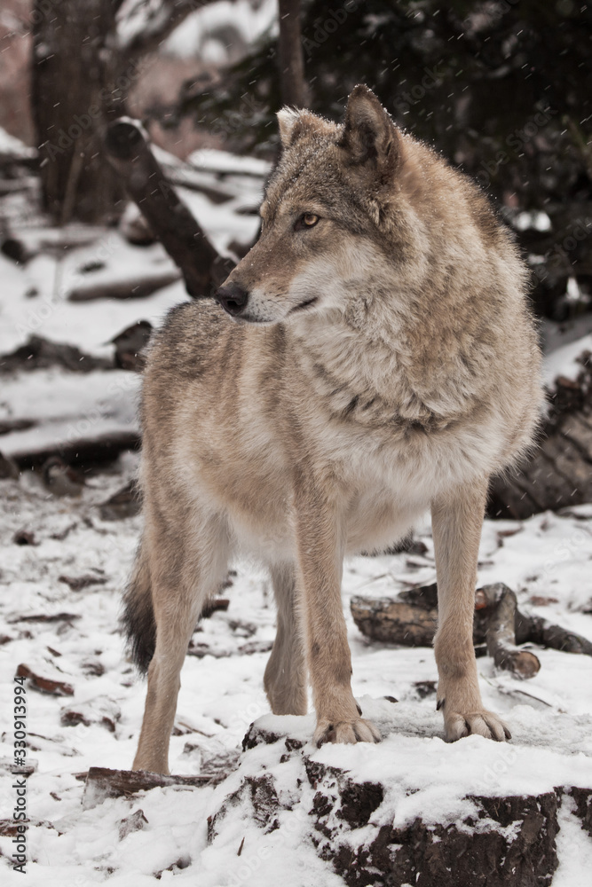 Naklejka premium Calmness and confidence. Gray wolf female in the snow, beautiful strong animal in winter.