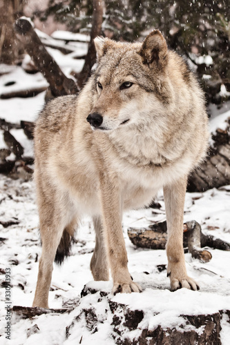 Calmness and confidence. Gray wolf female in the snow  beautiful strong animal in winter.