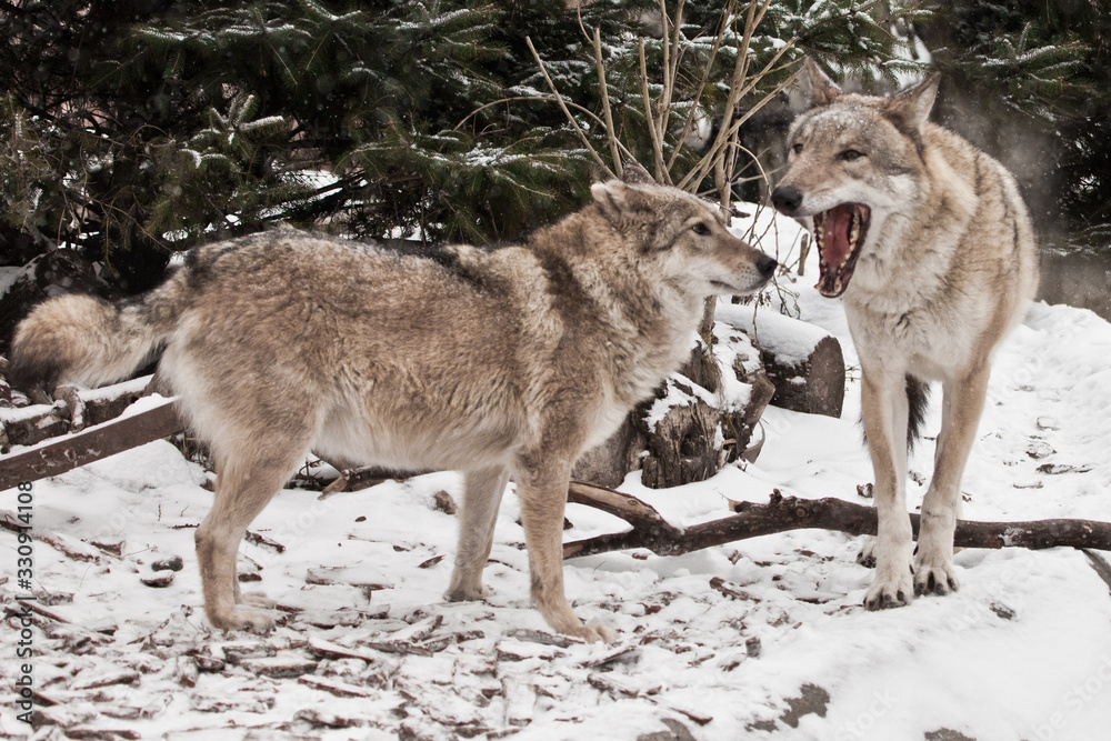 Wolf family husband and wife, bikers family happiness. in the snow, beautiful strong animal in winter.