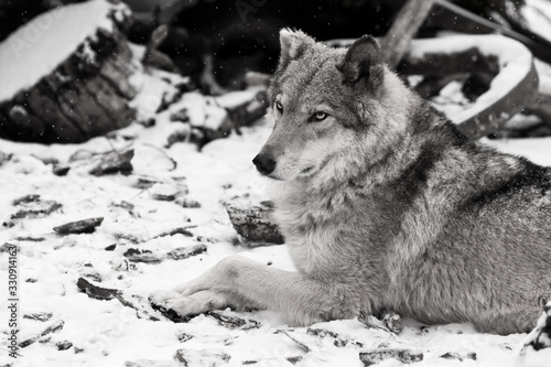 The beauty in profile is large imposingly. Gray wolf female in the snow, beautiful strong animal in winter. photo