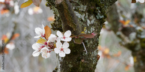 Prunus cerasifera | Kirschpflaume mit weiß Blüten mit allenfalls ganz leichtem Rosaton photo