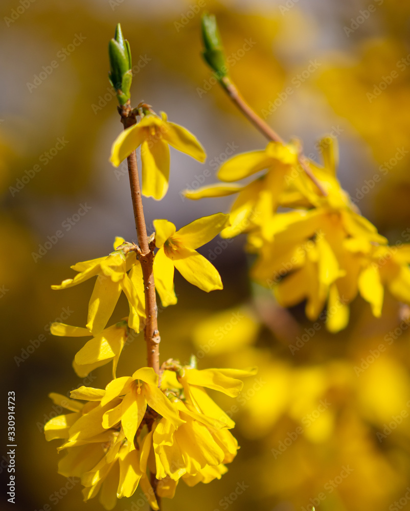 Yellow flower in the park in spring Yellow flower in the park in spring