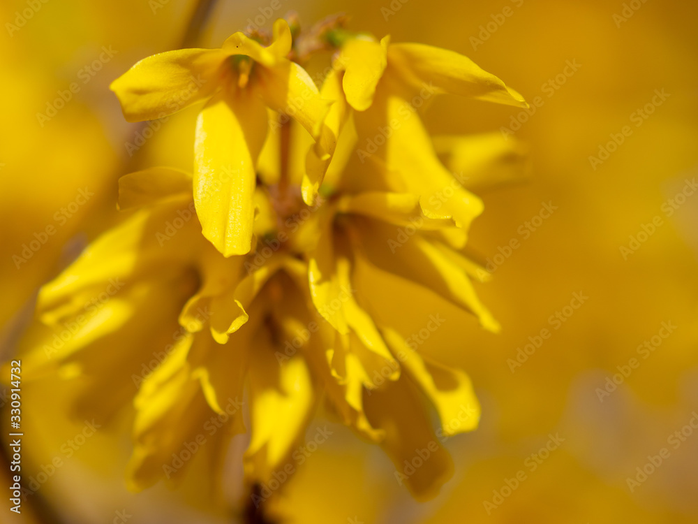 Yellow flower in the park in spring Yellow flower in the park in spring