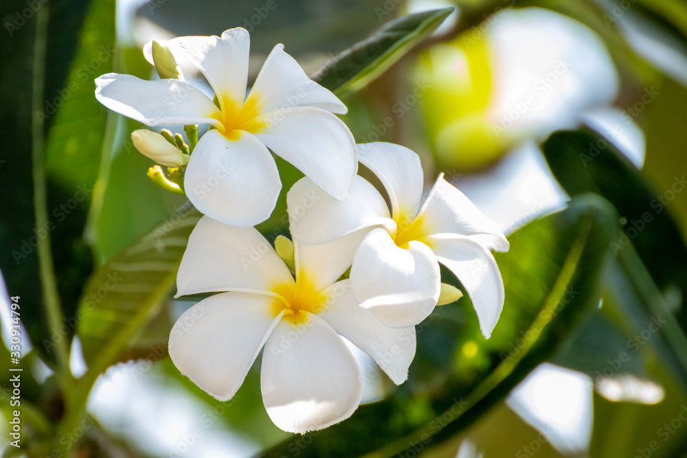 Fototapeta premium Kwiat Plumeria