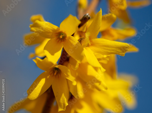 Yellow flower on a background of blue sky in spring