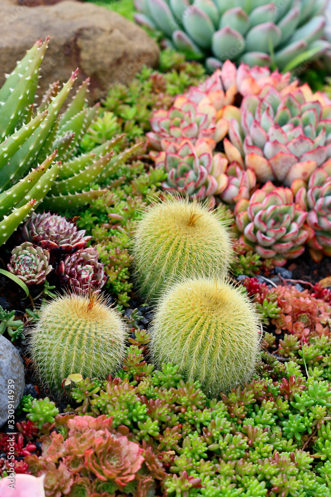Succulents Succulents