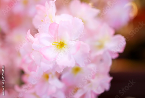 Beautiful pink flowers as a background.