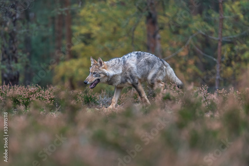 Lone wolf running in autumn forest Czech Republic