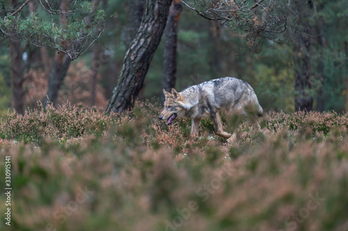 Lone wolf running in autumn forest Czech Republic