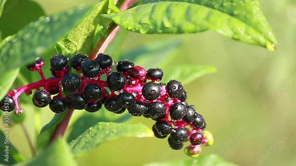 American pokeweed (Phytolacca americana) plant American pokeweed (Phytolacca americana) plant