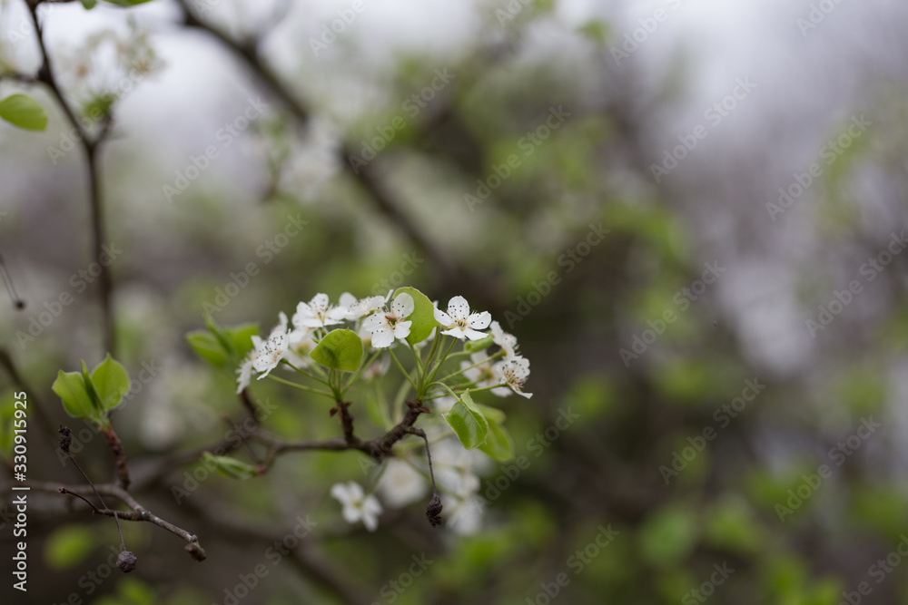 Beautiful spring flowers with colorful bokeh Beautiful spring flowers with colorful bokeh