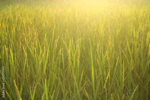 landscape photo rice field sunlight
